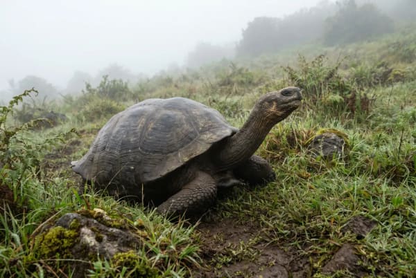 Eine Riesenschildkröte von Galápagos wandert auf grasbewachsenem Gelände mit nebelbedeckten Hügeln im Hintergrund.