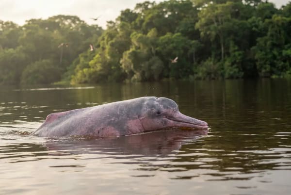 Rosafarbener Boto-Flussdelfin taucht im schwarzen Wasser des Rio Negro bei Manaus Amazonas auf