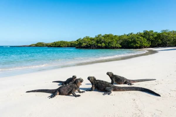 Weisser Sandstrand der Tortuga Bay auf Santa Cruz mit Meerechsen im Vordergrund, Galapagos-Inseln