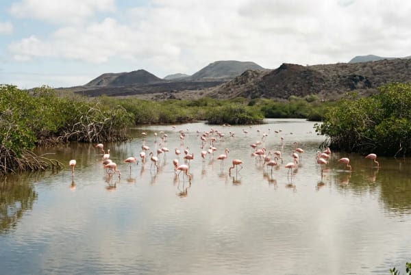 Eine Gruppe rosa Flamingos steht und watet in einer flachen Lagune, umgeben von grünen Mangroven, mit Bergen im Hintergrund unter einem teilweise bewölkten Himmel.