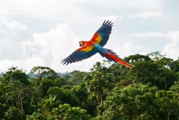 Scharlachroter Ara im Flug ueber Amazonas-Regenwald bei Leticia