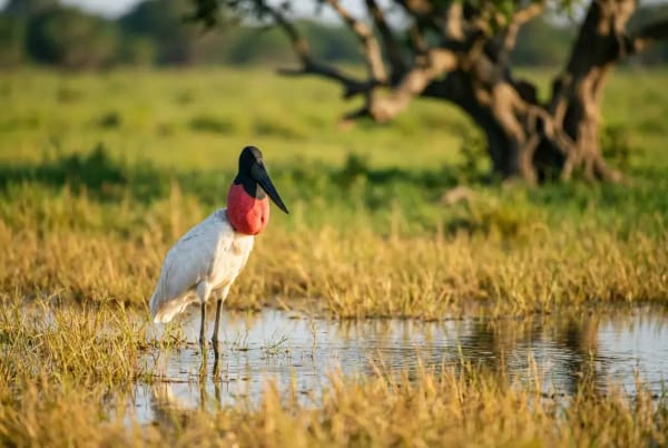 Jabiru-Storch am Wasserloch in den Llanos-Savannen Kolumbiens