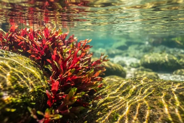 Macarenia clavigera unter Wasser im Caño Cristales — leuchtend rote Pigmentierung auf glattem Felsgrund
