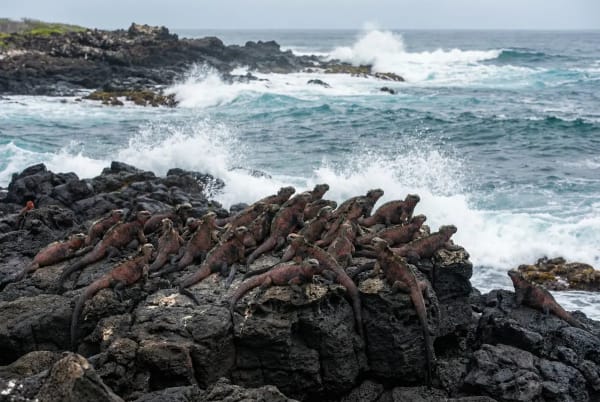 Meerechsen-Kolonie auf schwarzen Lavafelsen an der Westkueste von Isabela, Galapagos-Inseln