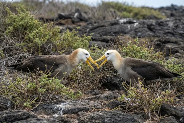 Zwei Waved Albatrosse beim Balztanz auf der Insel Española, Galápagos
