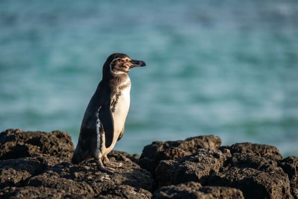 Ein einzelner Pinguin steht auf dunklen vulkanischen Felsen am Meeresufer mit einem blau-grünen Meer im Hintergrund.
