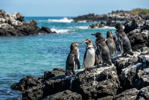 Galapagos-Pinguine auf Lavafelsen an der Kueste von Isabela — der einzige Pinguin noerdlich des Aequators
