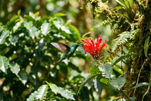 Kolibri im Schwebflug an roter Bluete in der Kaffeeregion Kolumbiens