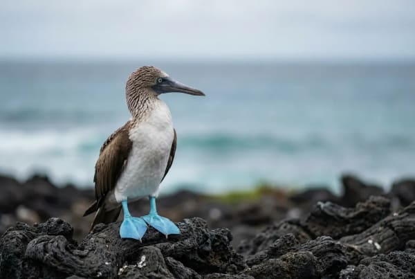 Blaufusstoelpel auf der Insel Lobos vor San Cristobal, Galapagos-Inseln
