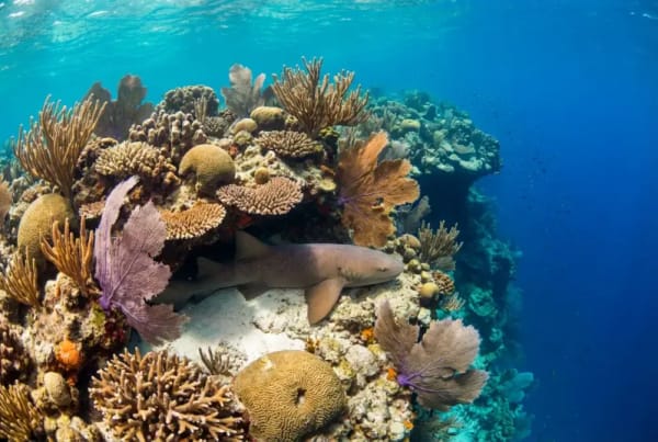 Intaktes Barriere-Riff mit Hart- und Weichkorallen bei Providencia — Old Providence Barrier Reef, drittgroesstes Riff der Welt