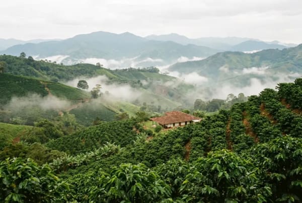 Saftig gruene Kaffeeplantagen in Kolumbiens Kaffeeregion bei leichtem Morgennebel ueber den Huegeln