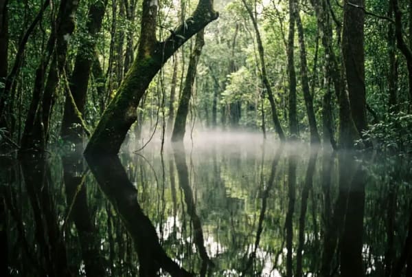 Igapo-Wald am Rio Negro mit Spiegelungen im schwarzen Wasser waehrend der Amazonas-Regenzeit