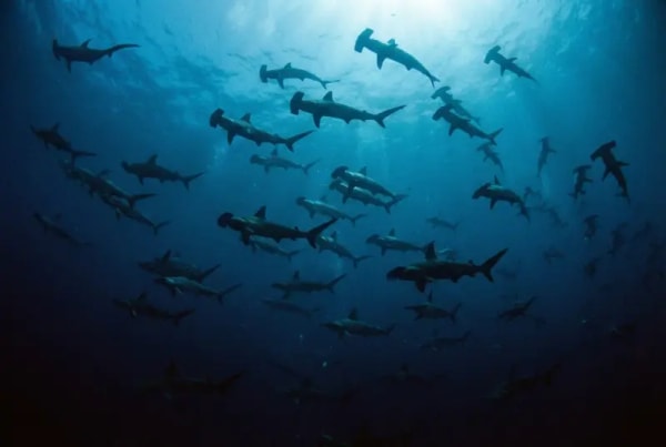 Schwarm Bogenstirnhammerhaie im tiefblauen Pazifikwasser bei Malpelo — UNESCO-Weltnaturerbe Kolumbien Tauchen