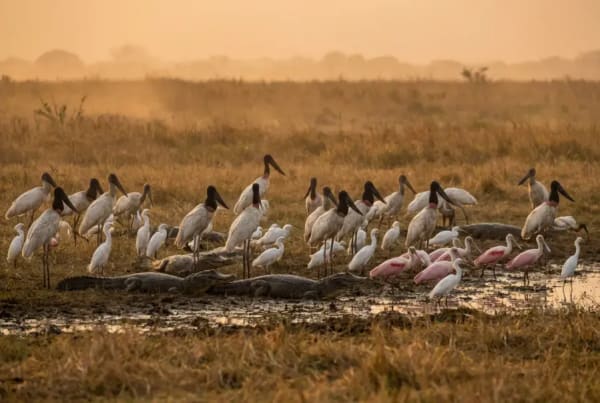Jabiru-Stoerche und Kaimane an einem Wasserloch im Pantanal waehrend der Trockenzeit
