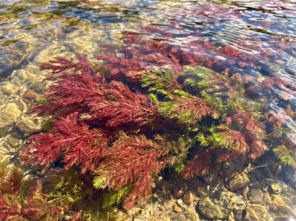 Leuchtend rote Macarenia-clavigera-Pflanzen im klaren Wasser des Cano Cristales — Kolumbien Natur