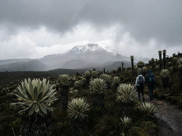Paramo-Landschaft mit Frailejones-Pflanzen und schneebedecktem Vulkan — Los Nevados Nationalpark Kolumbien