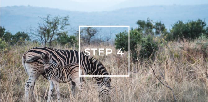 Zwei Zebras grasen in einer grasbewachsenen Savanne mit Bäumen und Hügeln im Hintergrund, beschriftet mit 'STEP 4' in einem weißen Kasten.