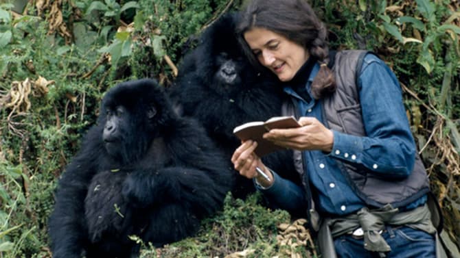 Dian Fossey im Film Gorillas im Nebel gemeinsam mit zwei Berggorillas