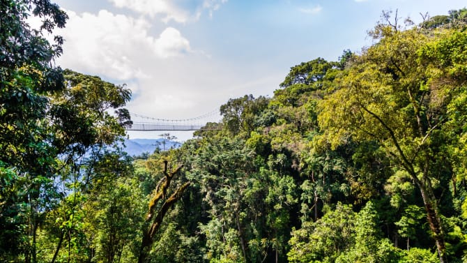 Ein üppiges grünes Baumkronendach im ruandischen Nyungwe-Nationalpark, mit einer Brücke im Hintergrund zwischen den Bäumen sichtbar.