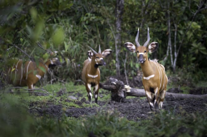 Bongos inmitten des kongolesischen Regewaldes