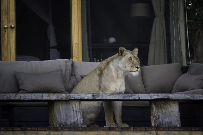 A lioness sitting on a rustic veranda with cushions inside a house at night.