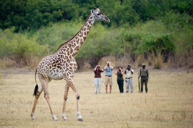 Giraffe läuft durch die Wildnis und Personen beobachten zu Fuß mit Ferngläsern