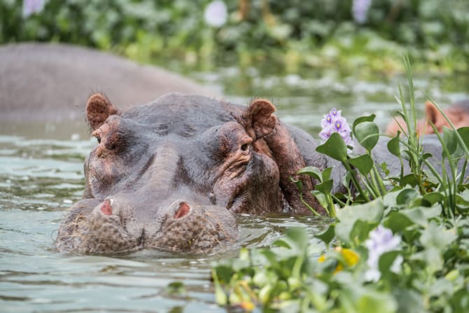 Ein Nilpferd schaut aus dem Wasser heraus