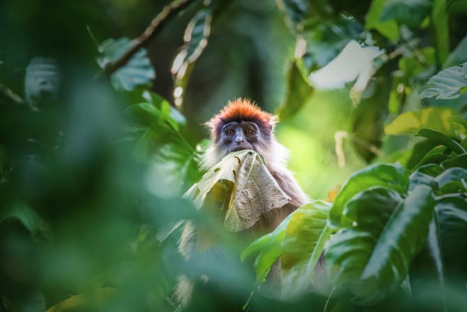 Kleiner Affe mit roten Haaren im Baum