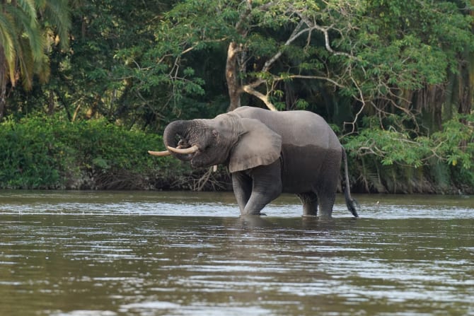 Ein Waldelefant steht in flachen Fluss und trinkt