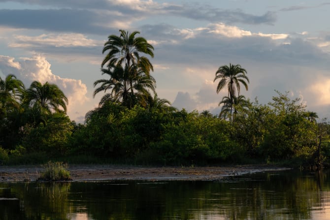 Sonnenuntergang über dem Lekoli Fluss mit Palmen im Hintergrund