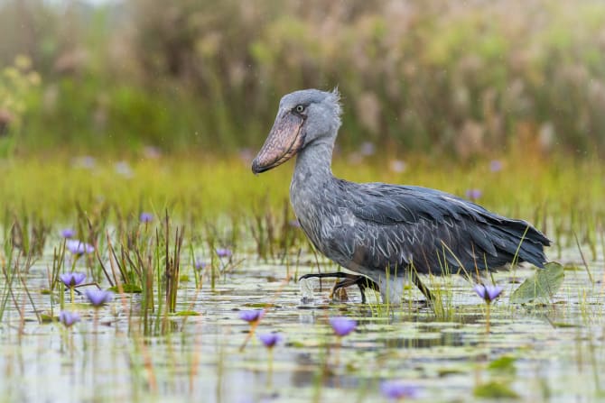 Schuhschnabel läuft durchs Wasser