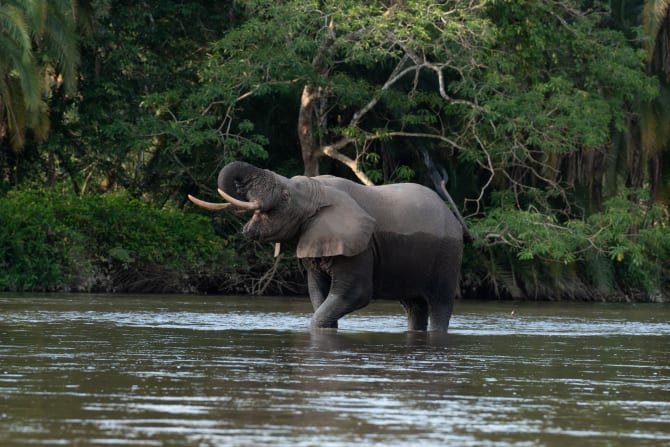 Elefant steht in einem Fluss und trinkt Wasser