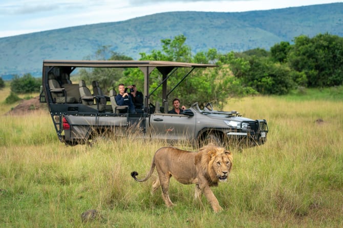 Safarifahrzeug mit Loewe im Vordergrund