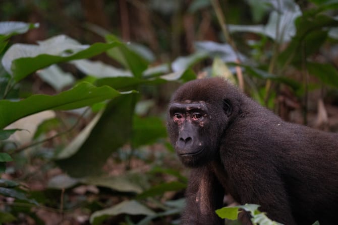 Flachlandgorilla schaut hinter einem Baum heraus