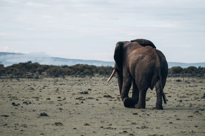 Elefant wandert über die Savanne in Kenia