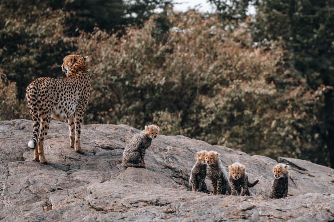 Eine Geparden Familie sitzt auf einem Felsen