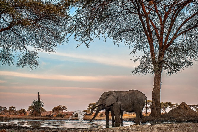 Elefant steht am Ufer und trinkt