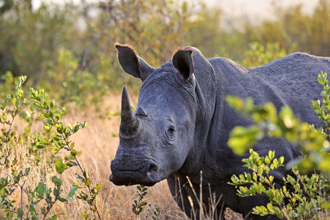 A young black rhinoceros standing among green bushes in a savannah-like setting.