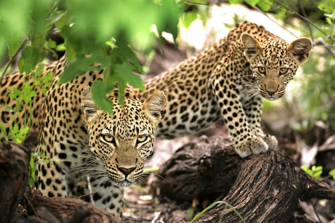 Zwei Leoparden klettern auf einem Baum