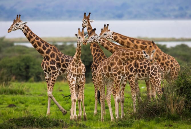 Eine kleine Herde von Giraffen stecken die Köpfe zusammen