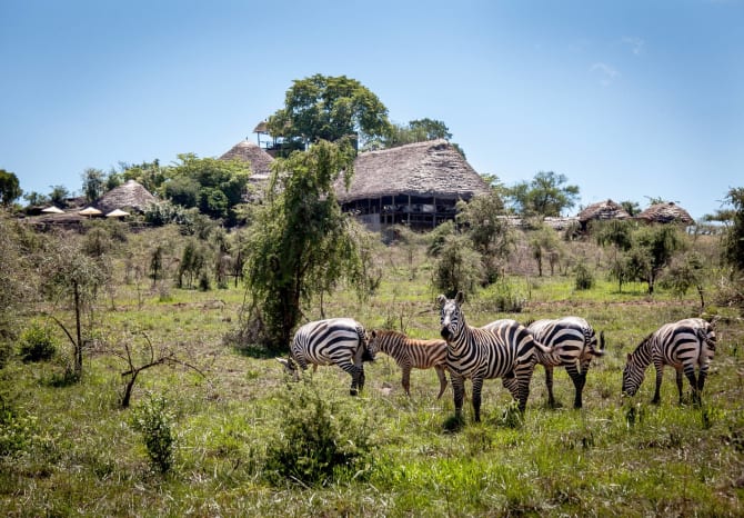 Zebras vor der Apoka Safari Lodge