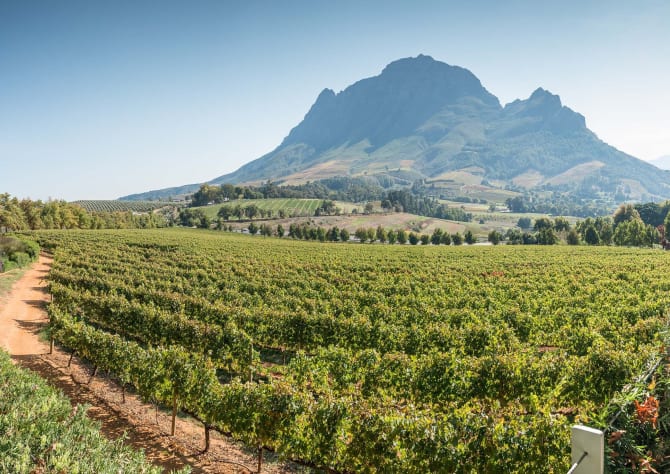 Weinreben und Berg im Hintergrund