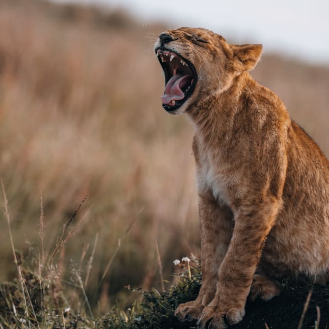 Ein junger Löwe in der afrikanischen Savanne sitzt auf einem kleinen Hügel und gähnt weit, wodurch seine scharfen Zähne und rosa Zunge sichtbar werden.