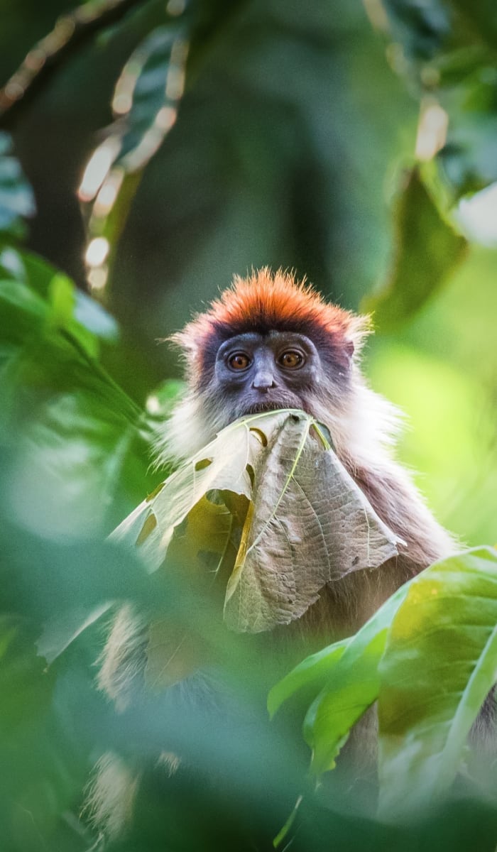 A monkey with a large leaf in its mouth sitting among green foliage in a forest.
