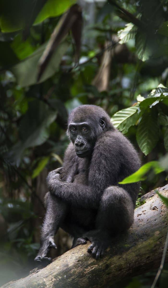 Ein junges Gorilla sitzt auf einem Baumzweig in dichtem Dschungelgrün im Kongo.