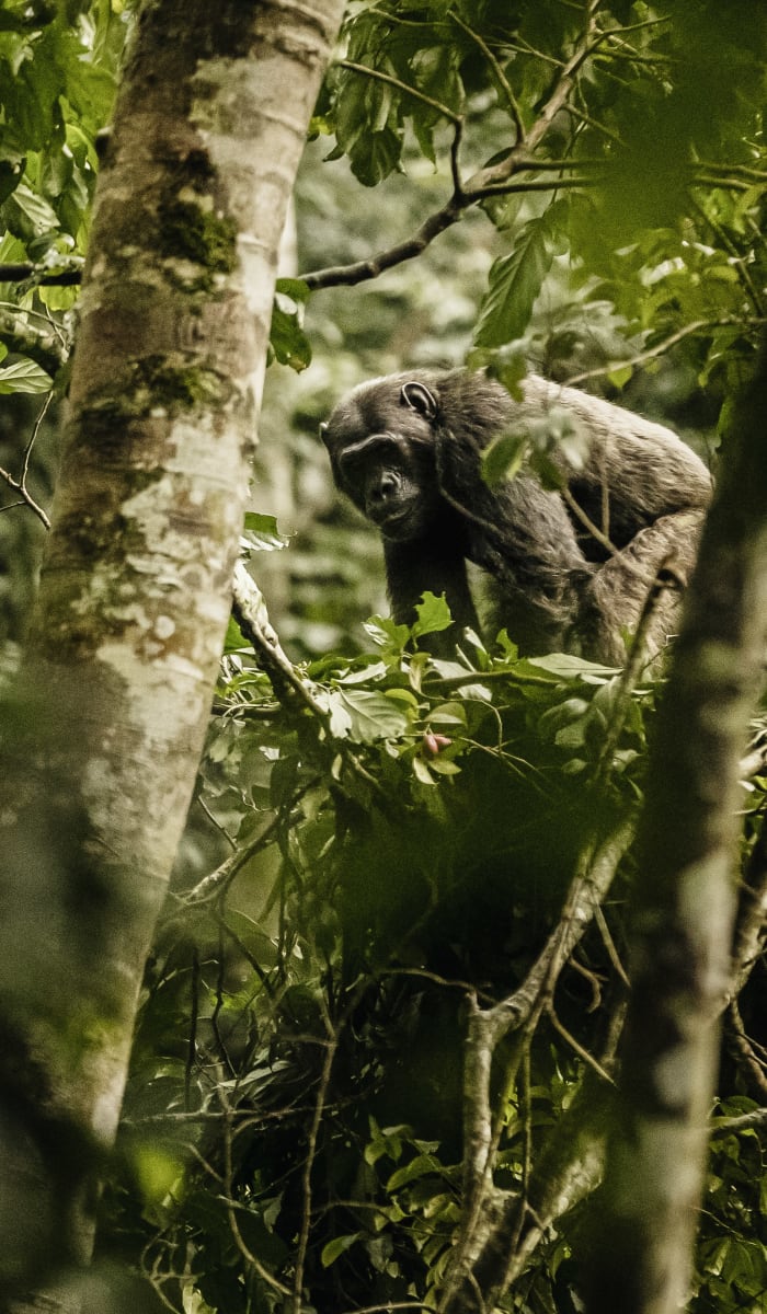 A chimpanzee is sitting amidst dense green foliage in a forest in Nyungwe.