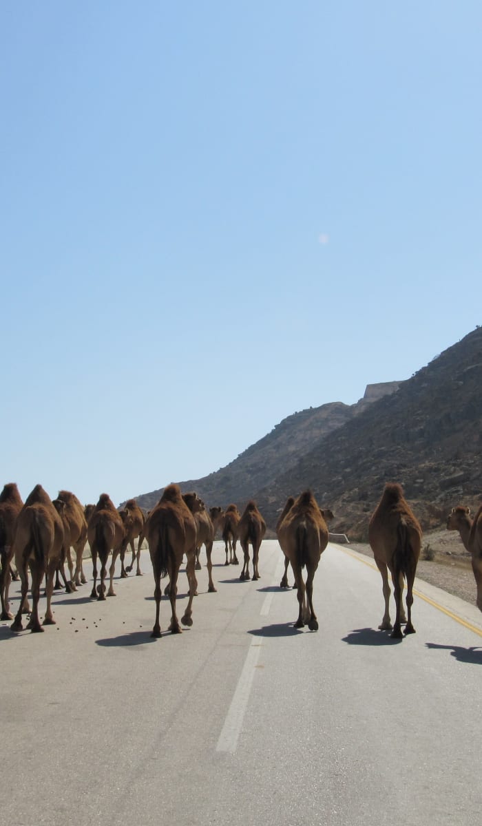 A caravan of camels walking along a mountain road under a clear blue sky.