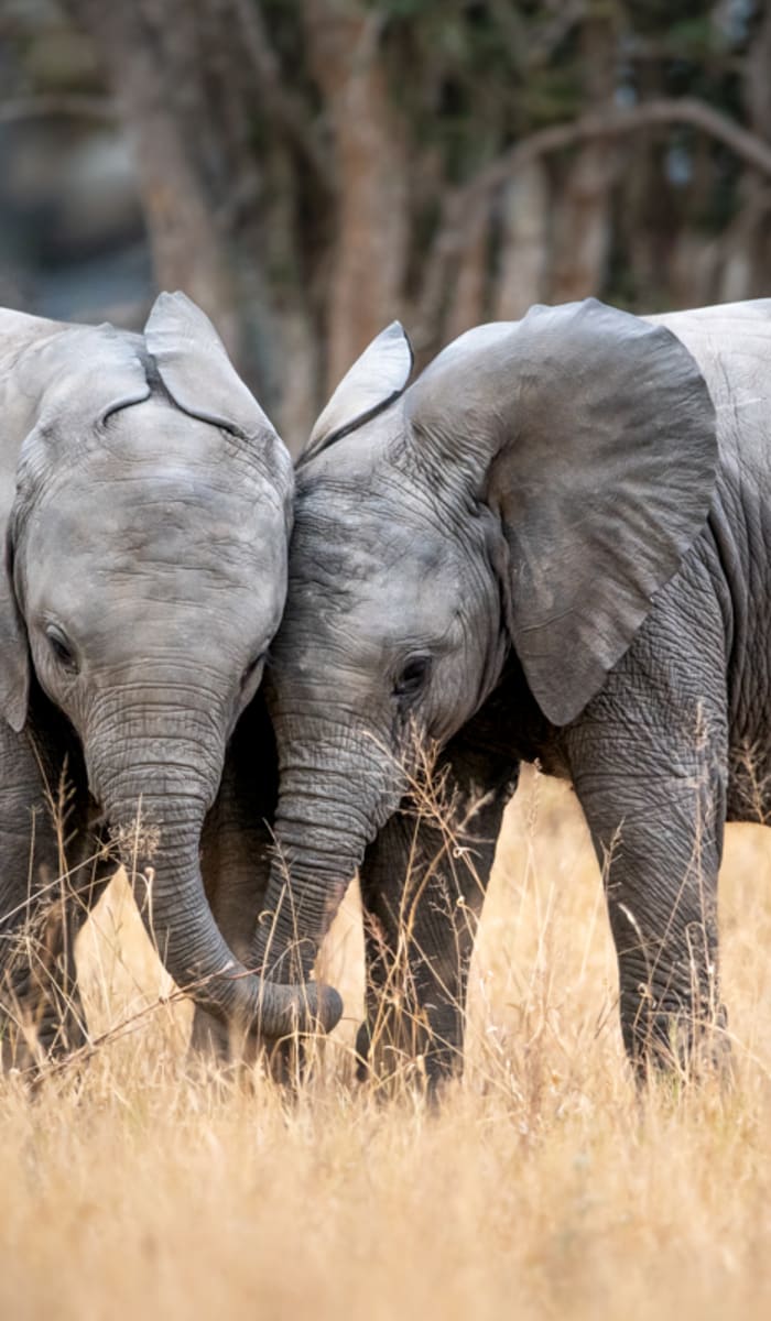 Two baby elephants standing close together with their heads touching in a dry grassland with trees in the background.