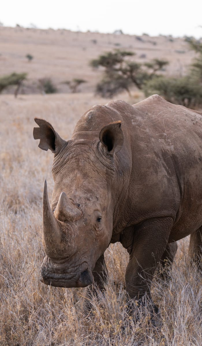 A rhinoceros walking through a dry grassland with sparse trees in the background.