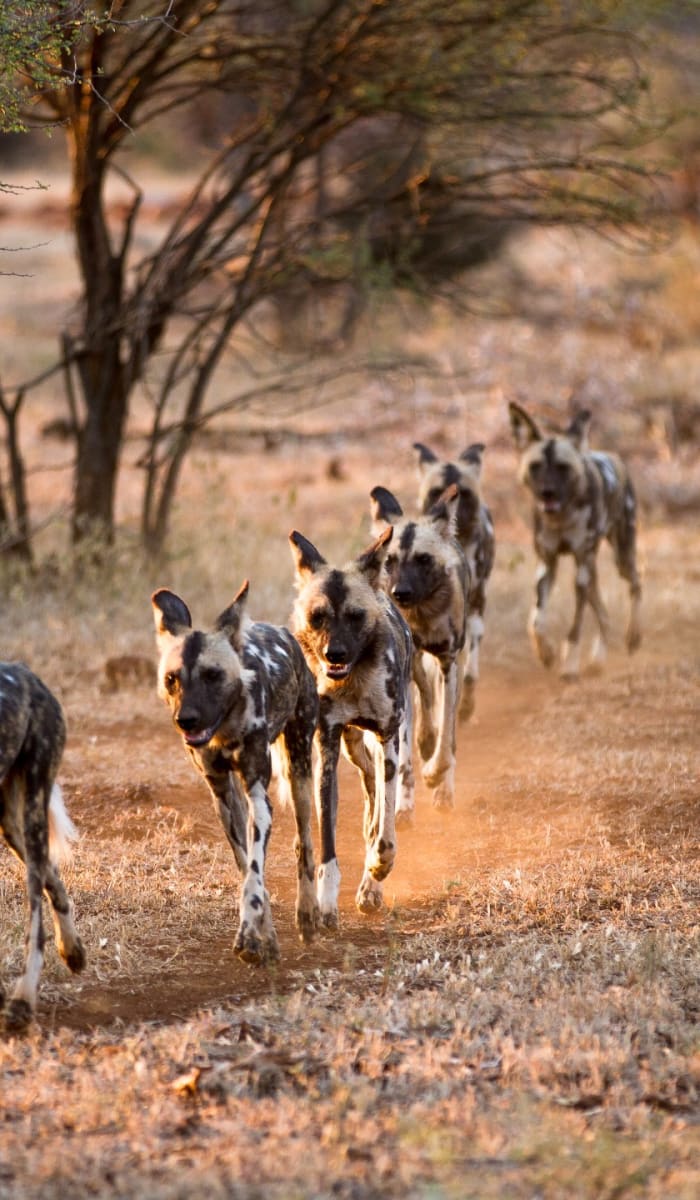 A pack of wild dogs running through a dry, bushy landscape in the Selous Game Reserve, Tanzania.